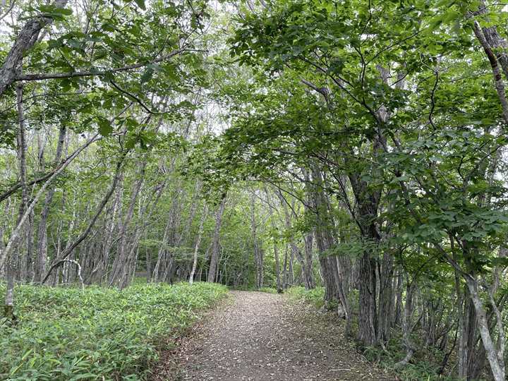くしろ湿原ノロッコ号