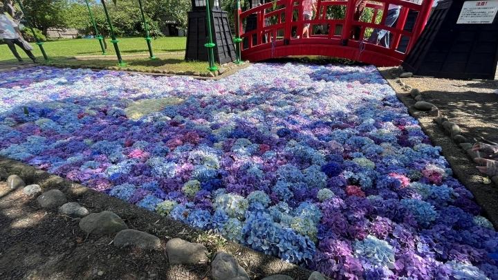 松前浮き紫陽花