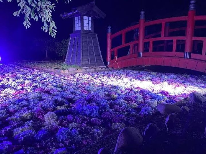 松前浮き紫陽花