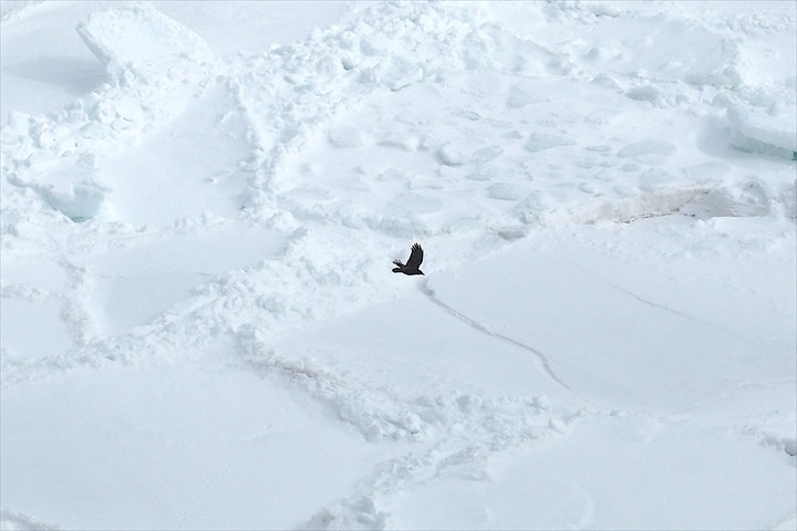 流氷観光　周辺観光