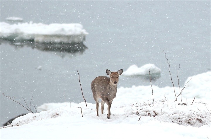 流氷観光　周辺観光　知床公園線