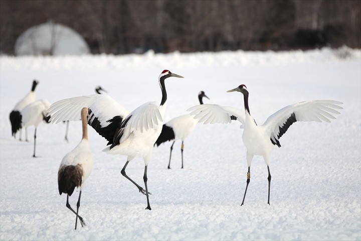流氷観光　周辺観光　鶴居・伊藤タンチョウサンクチュアリ