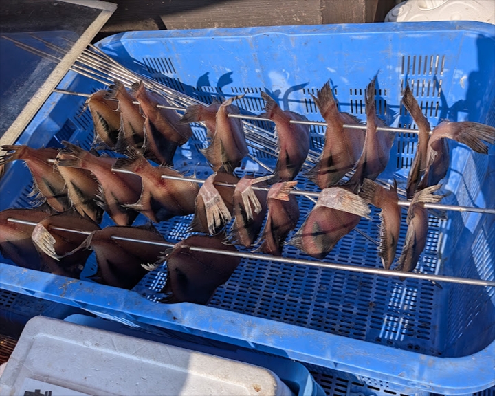 厚田港朝市