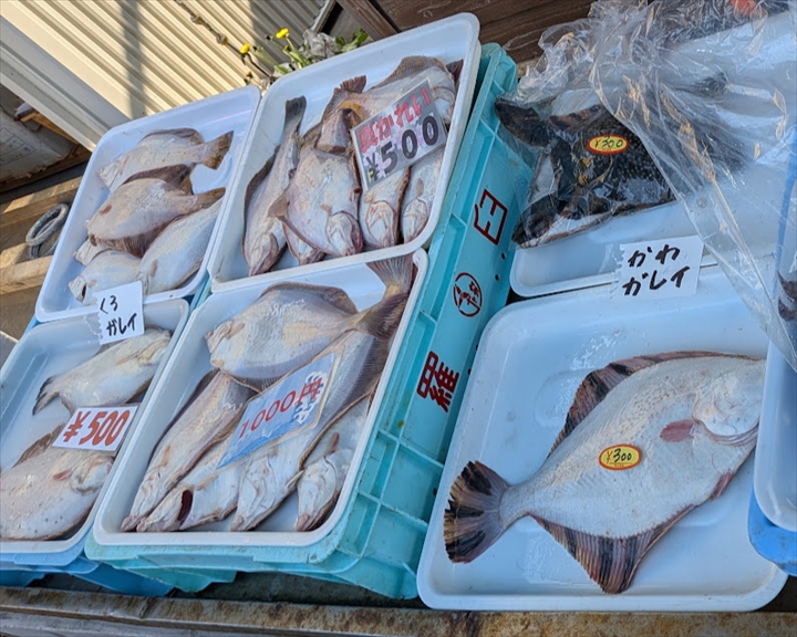 厚田港朝市