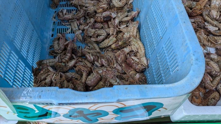 厚田港朝市