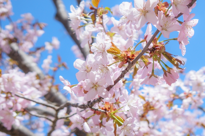 桜六花公園