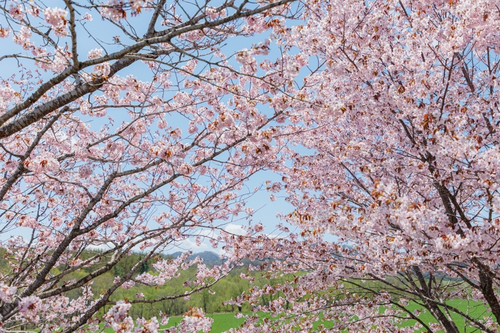 桜六花公園
