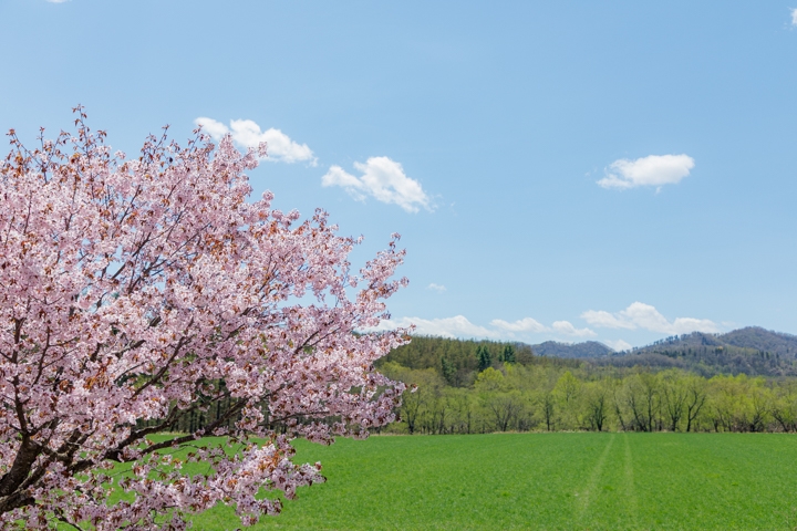 桜六花公園