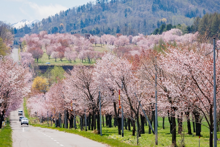 桜六花公園