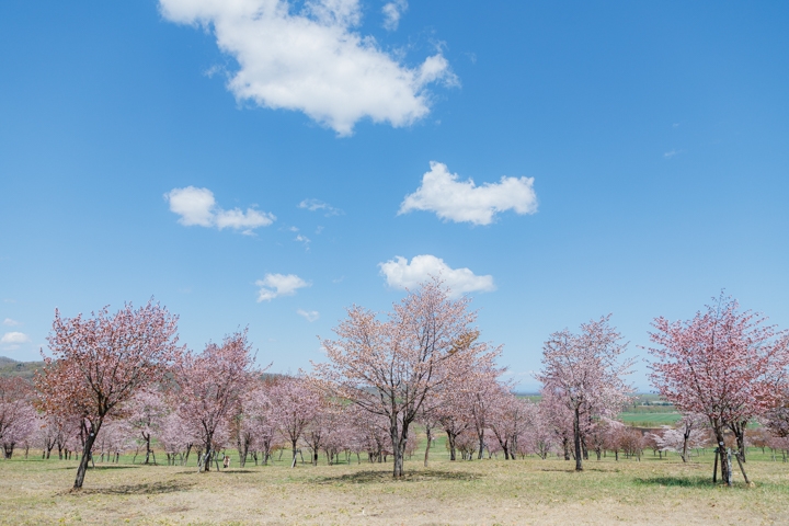 桜六花公園