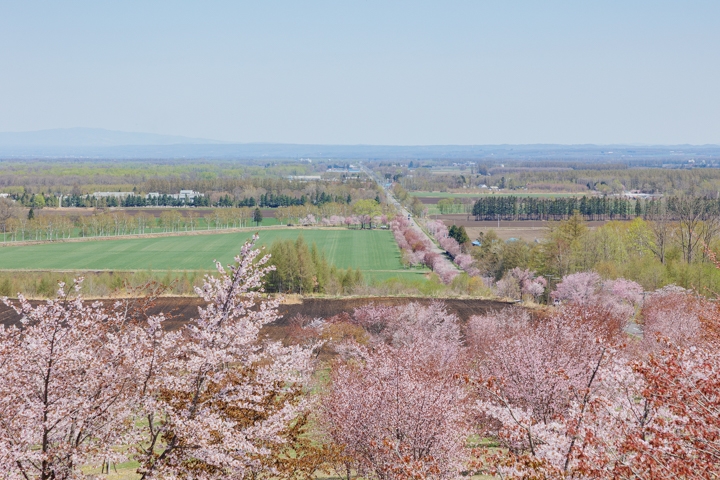 桜六花公園