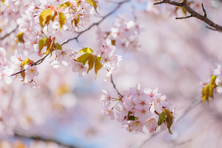 桜六花公園