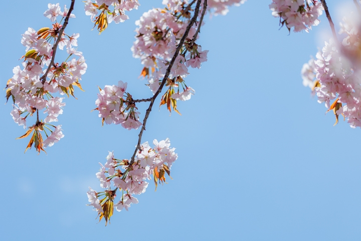 桜六花公園
