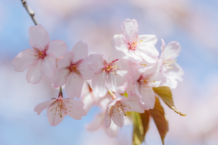 桜六花公園