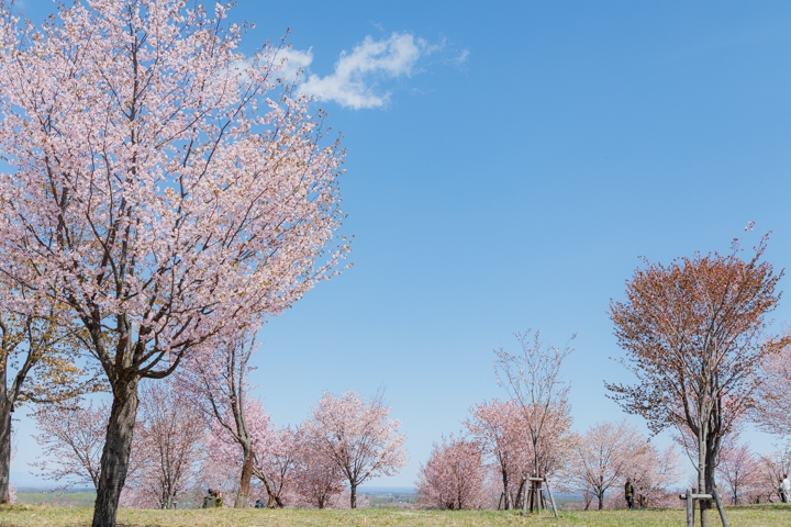 桜六花公園
