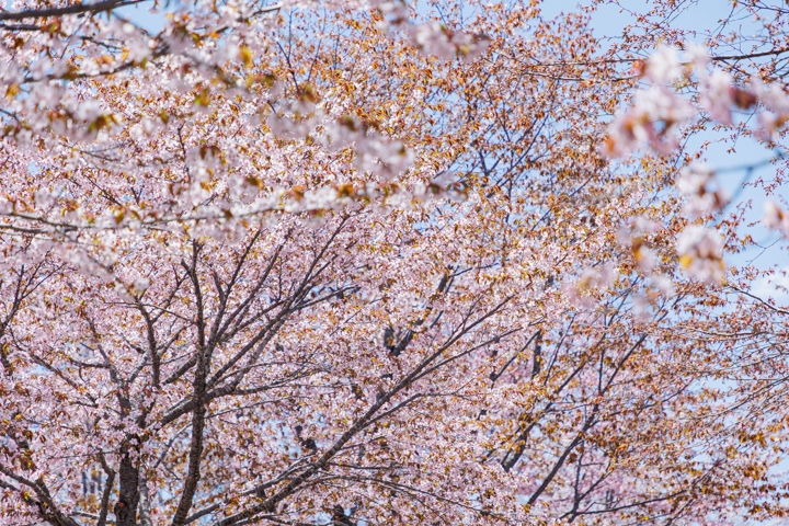 桜六花公園