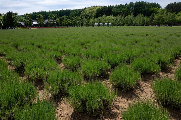 ６月　富良野　美瑛