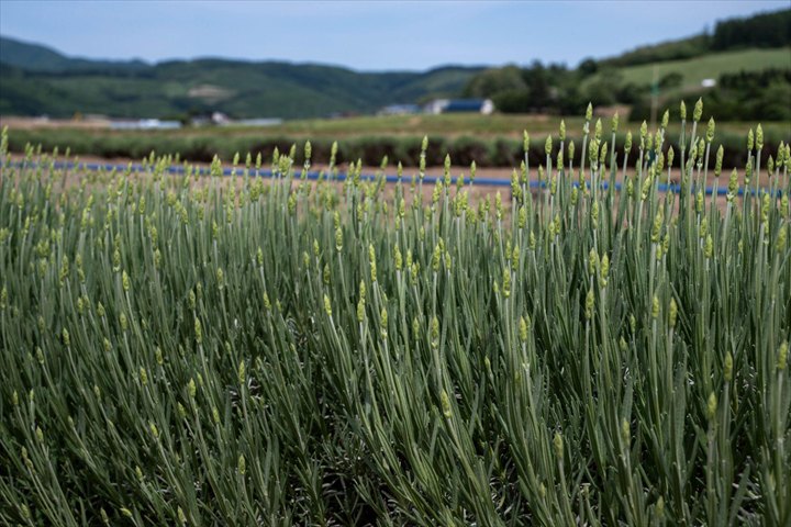 ６月　富良野　美瑛