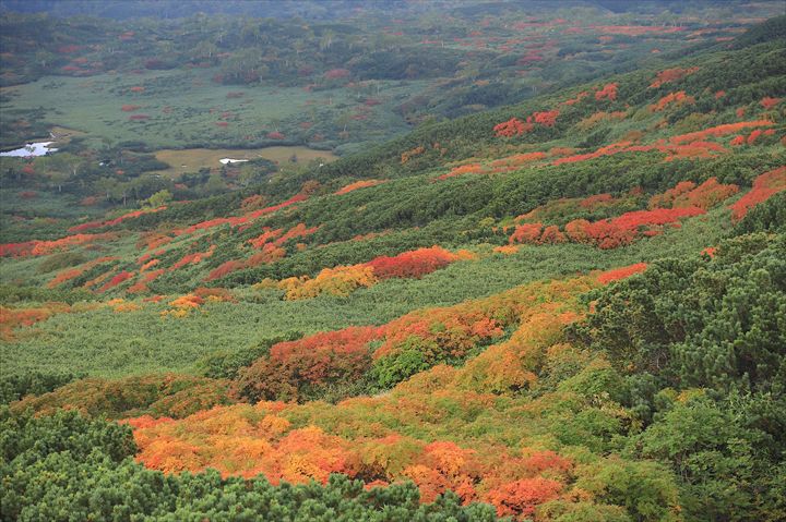 大雪山　旭岳　紅葉