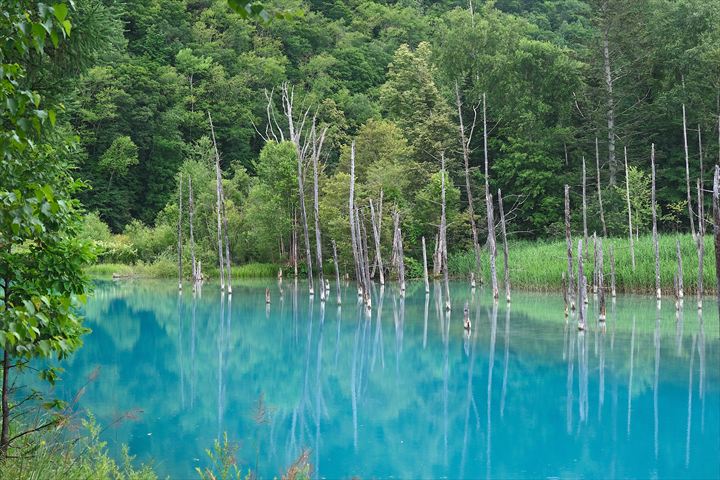森の旅亭びえい