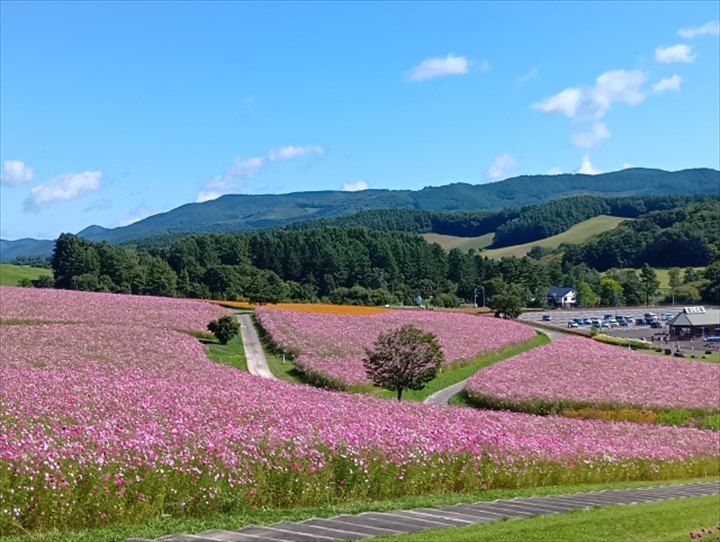 太陽の丘えんがる公園