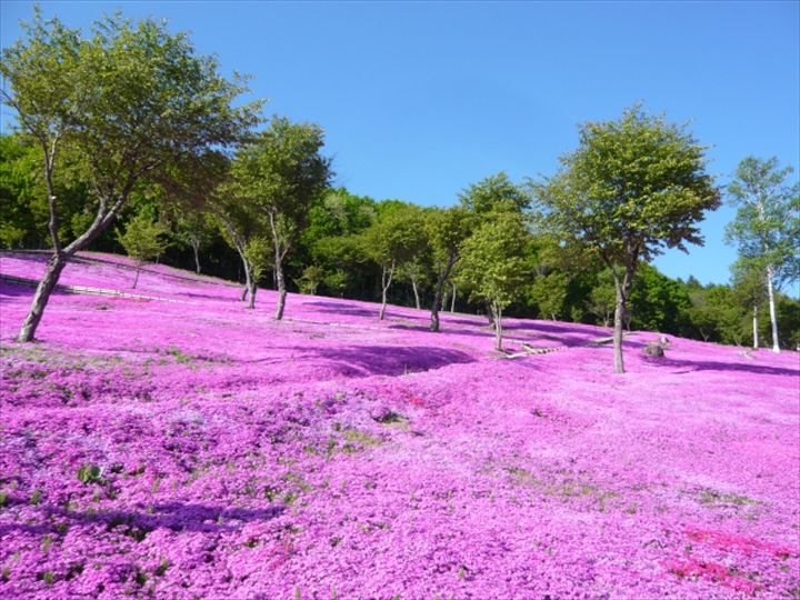 太陽の丘えんがる公園