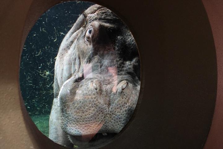旭山動物園　みどころ