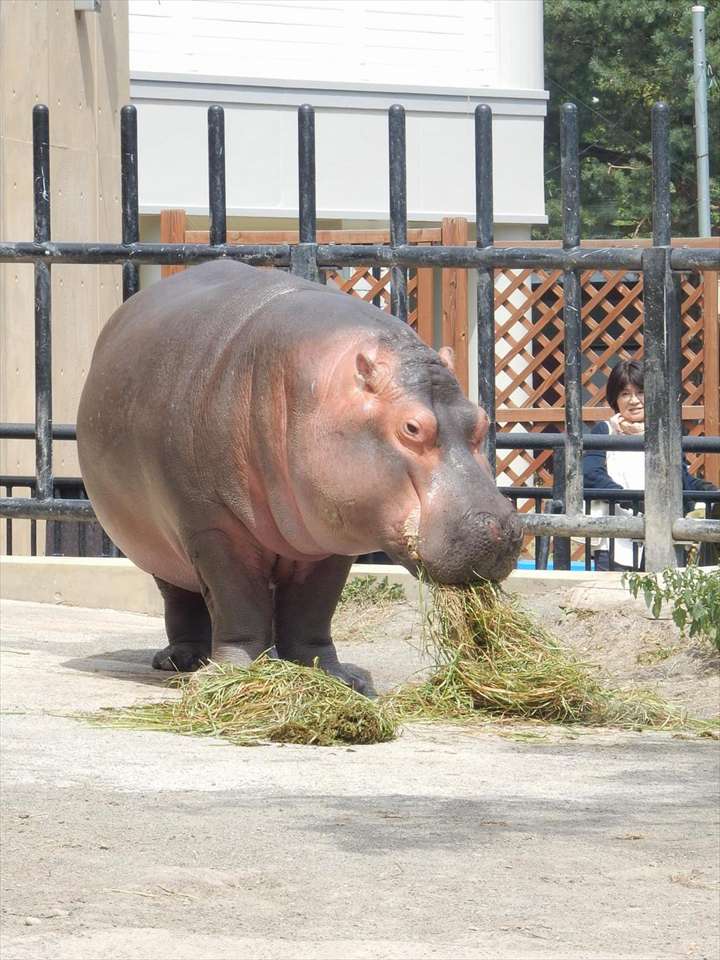 旭山動物園　みどころ
