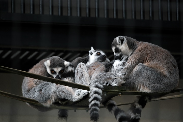旭山動物園　みどころ