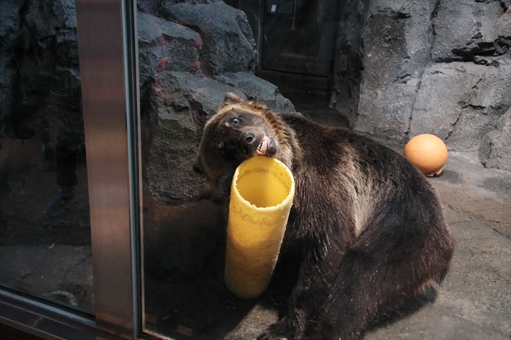 旭山動物園　みどころ