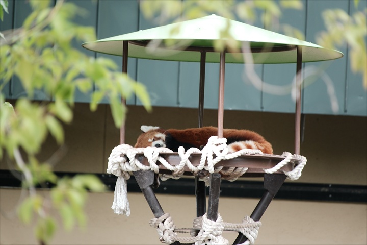 旭山動物園　みどころ