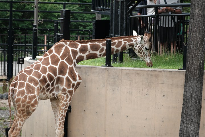 旭山動物園　みどころ