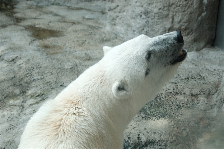旭山動物園　みどころ