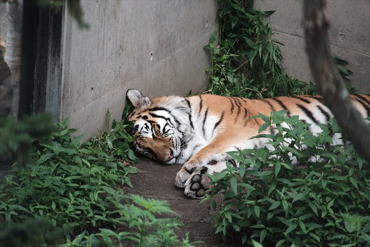 旭山動物園　みどころ
