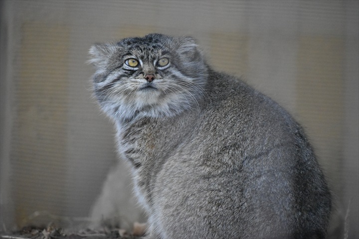 旭山動物園　みどころ